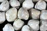 1 1/4 to 1 1/2" Polished, Cretaceous Fossil Clams - Photo 5